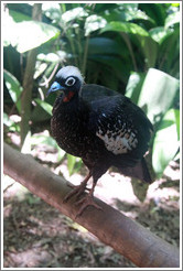 Black bird with blue beak and white crest, Foz Tropicana Bird Park.