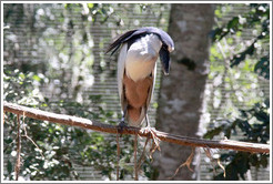 Black Crowned Night Heron, Foz Tropicana Bird Park.