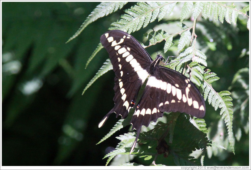 Black and white butterfly, Foz Tropicana Bird Park.