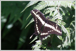 Black and white butterfly, Foz Tropicana Bird Park.