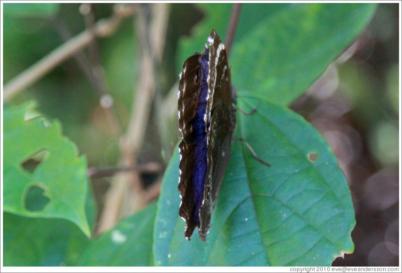 Grey and white butterfly, with part of its intense blue back exposed, Foz Tropicana Bird Park.