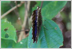 Grey and white butterfly, with part of its intense blue back exposed, Foz Tropicana Bird Park.