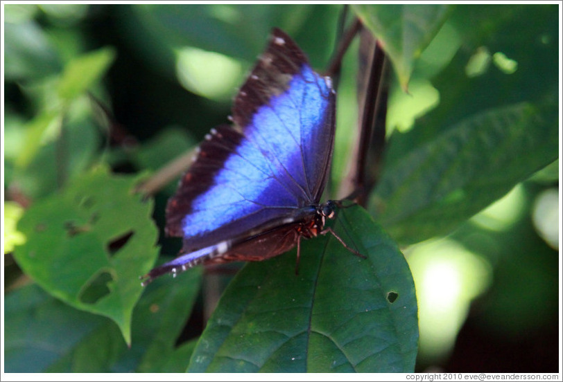 Blue and black butterfly, Foz Tropicana Bird Park.