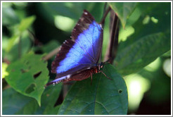 Blue and black butterfly, Foz Tropicana Bird Park.