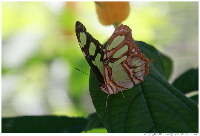 Green, orange, white and black butterfly, Foz Tropicana Bird Park.