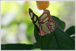 Green, orange, white and black butterfly, Foz Tropicana Bird Park.