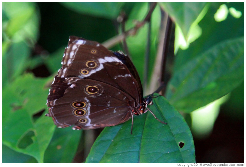 Grey, brown and white butterfly. A bright blue color is hidden in the closed wings. Foz Tropicana Bird Park.