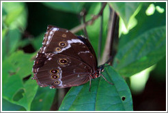 Grey, brown and white butterfly. A bright blue color is hidden in the closed wings. Foz Tropicana Bird Park.