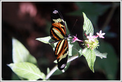 Orange, yellow, black and white butterfly, Foz Tropicana Bird Park.