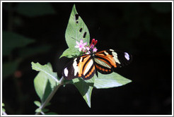 Orange, yellow, black and white butterfly, Foz Tropicana Bird Park.