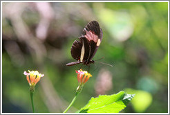 Pink, yellow and black butterfly, Foz Tropicana Bird Park.