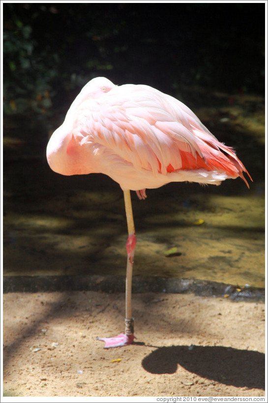Flamingo standing on one foot with its head buried in its feathers, Foz Tropicana Bird Park.