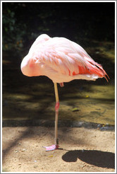 Flamingo standing on one foot with its head buried in its feathers, Foz Tropicana Bird Park.