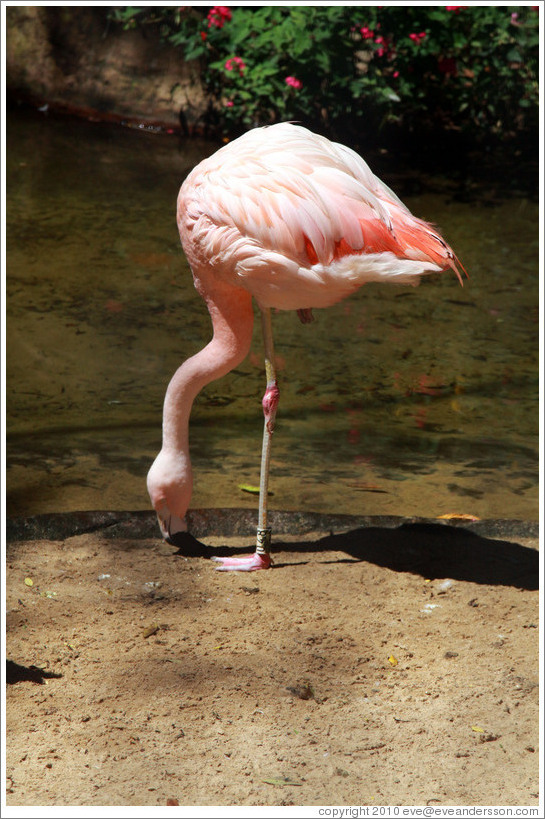 Flamingo standing on one foot, Foz Tropicana Bird Park.