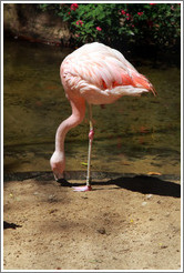 Flamingo standing on one foot, Foz Tropicana Bird Park.