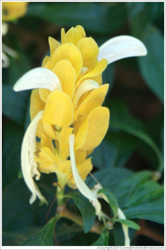 Yellow flower, Foz Tropicana Bird Park.