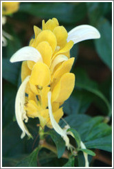 Yellow flower, Foz Tropicana Bird Park.