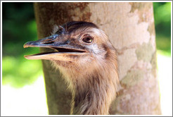 Greater Rhea, Foz Tropicana Bird Park.