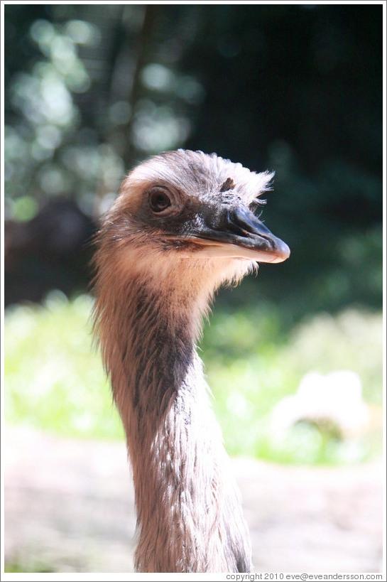 Greater Rhea, Foz Tropicana Bird Park.