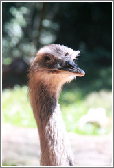 Greater Rhea, Foz Tropicana Bird Park.