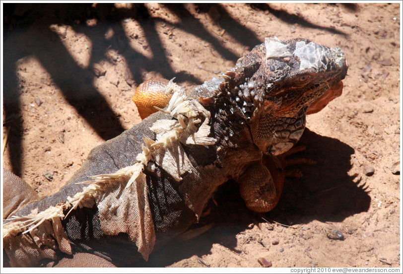 Green Iguana (that's its name even though the color is grey), Foz Tropicana Bird Park.