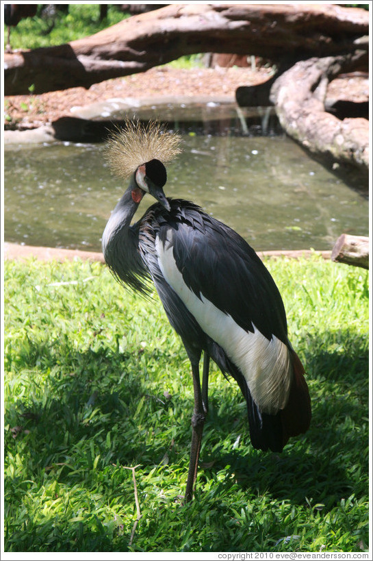 Grey Crowned Crane, Foz Tropicana Bird Park.