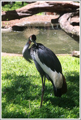 Grey Crowned Crane, Foz Tropicana Bird Park.