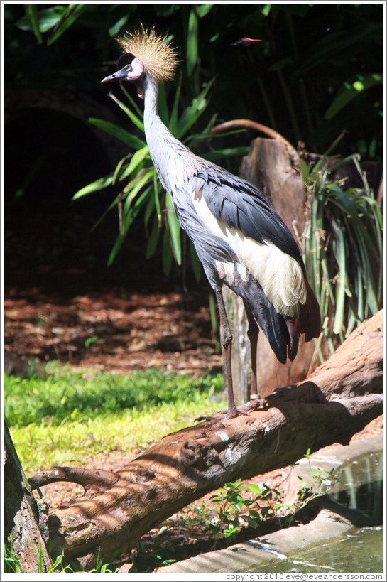 Grey Crowned Crane, Foz Tropicana Bird Park.