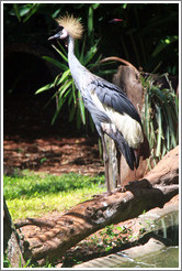 Grey Crowned Crane, Foz Tropicana Bird Park.