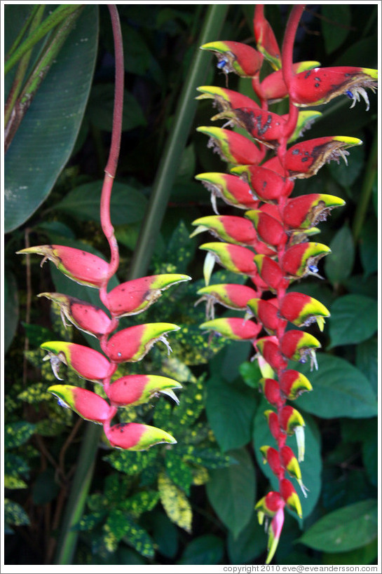 Heliconia / Lobster Claw, Foz Tropicana Bird Park.