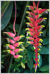 Heliconia / Lobster Claw, Foz Tropicana Bird Park.