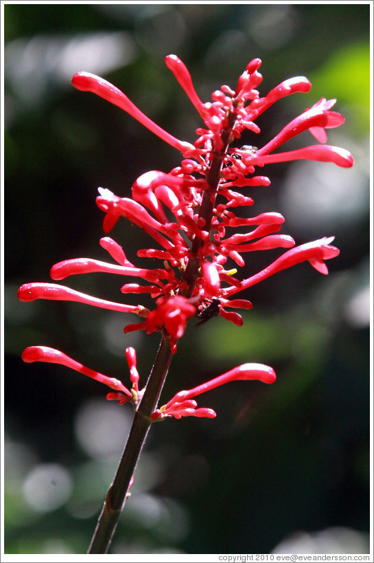 Odontonema / Firespike, Foz Tropicana Bird Park.