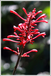 Odontonema / Firespike, Foz Tropicana Bird Park.