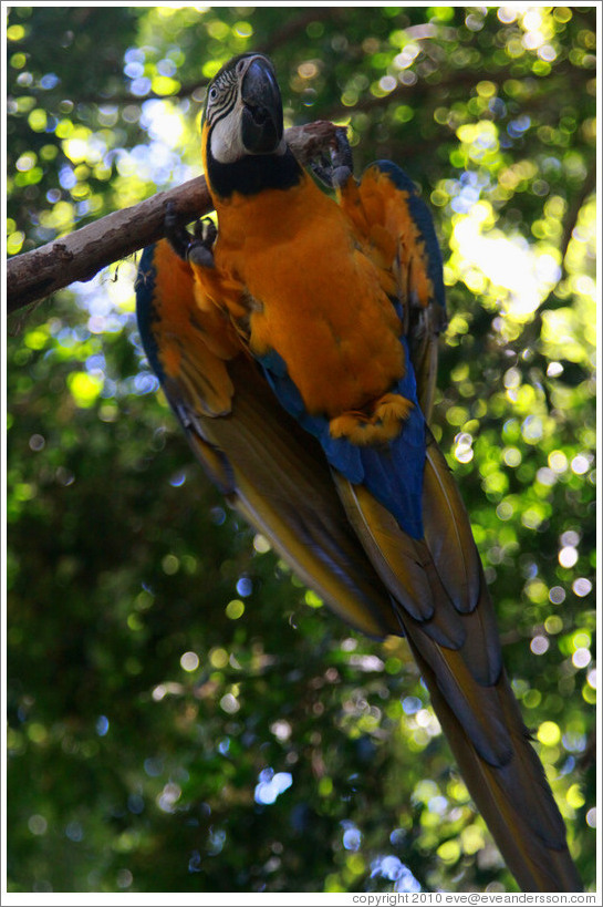 Parrot, Foz Tropicana Bird Park.