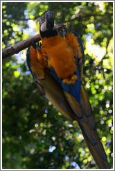 Parrot, Foz Tropicana Bird Park.