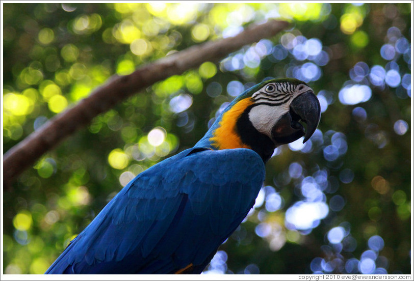 Parrot, Foz Tropicana Bird Park.