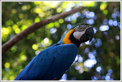 Parrot, Foz Tropicana Bird Park.