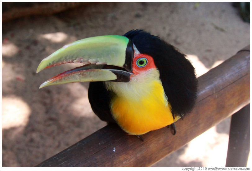 Red Breasted Toucan, Foz Tropicana Bird Park.