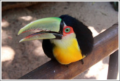 Red Breasted Toucan, Foz Tropicana Bird Park.