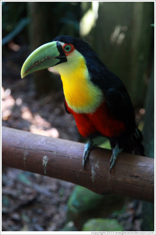 Red Breasted Toucan, Foz Tropicana Bird Park.