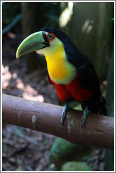 Red Breasted Toucan, Foz Tropicana Bird Park.