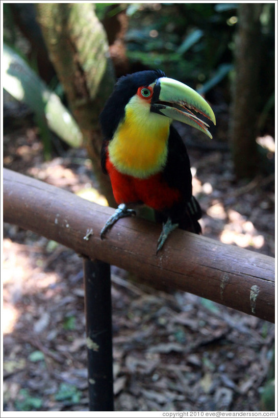 Red Breasted Toucan, Foz Tropicana Bird Park.