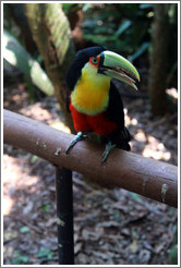 Red Breasted Toucan, Foz Tropicana Bird Park.