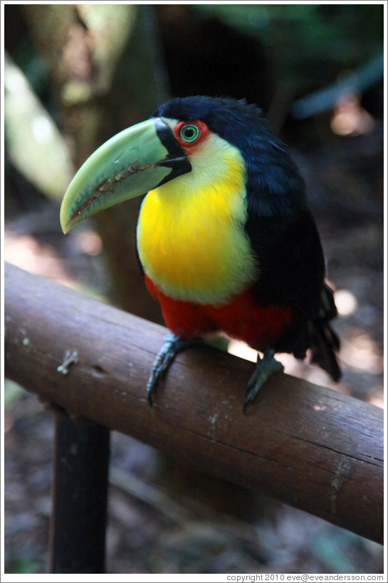 Red Breasted Toucan, Foz Tropicana Bird Park.