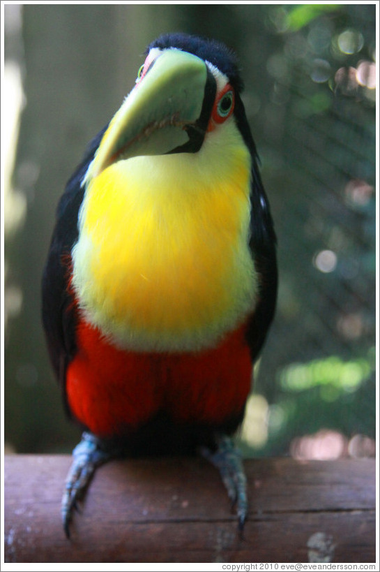 Red Breasted Toucan, Foz Tropicana Bird Park.