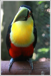 Red Breasted Toucan, Foz Tropicana Bird Park.