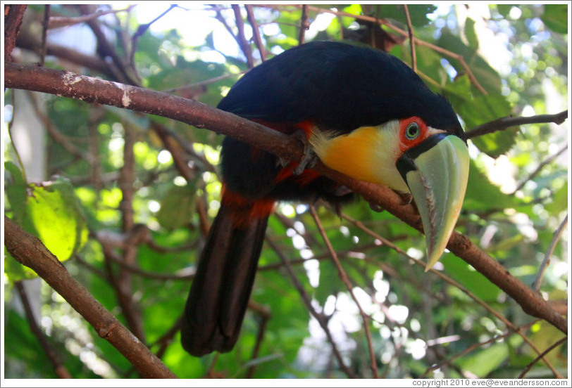 Red Breasted Toucan, Foz Tropicana Bird Park.