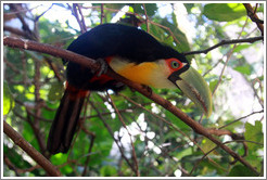 Red Breasted Toucan, Foz Tropicana Bird Park.