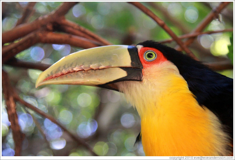 Red Breasted Toucan, Foz Tropicana Bird Park.