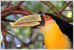 Red Breasted Toucan, Foz Tropicana Bird Park.